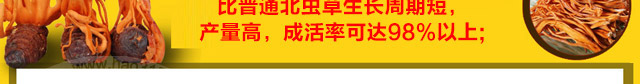 慧农富硒北虫草